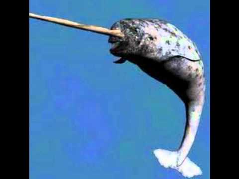 69 Sheep - Narwhal Vs Unicorn (demo)