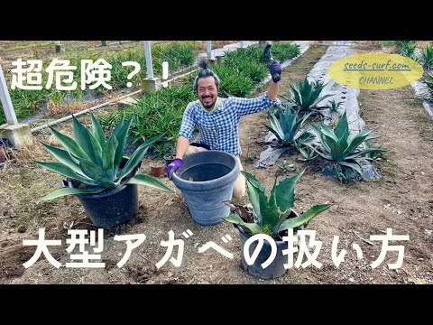 アメリカのリュウゼツラン 植物