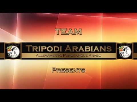 Team Tripodi