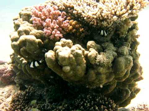 Sharm El Naga Hausrieff Sharm El Naga Hausrieff