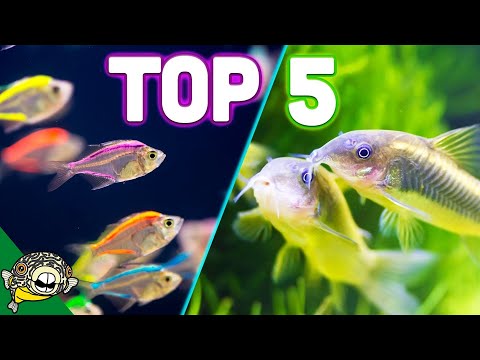 Top 5 Aquarium Schooling Fish - Best Beginner Schooling Fish