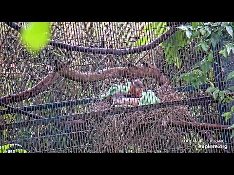Baby Variegated Squirrel running & grooming - 07/16/24 - SlothTV playground via explore.org