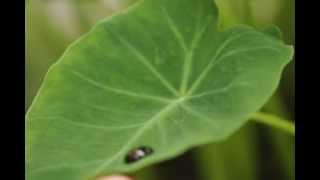 preview picture of video 'Taro - Colocasia Esculenta - Untouched by Honey'