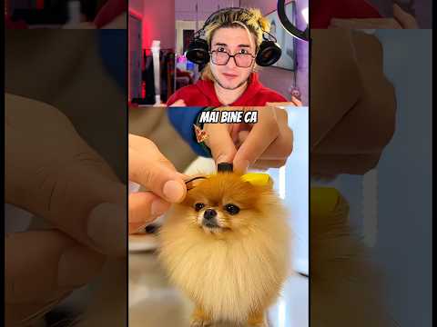 CE ANIMAL IUBEȘTI?🥺ACEST CÂINE E IMPECABIL😢 #likimos #caine #tiktokromania #tiktokmoldova