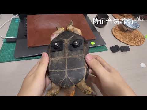 What happens when you put wheels on a tortoise