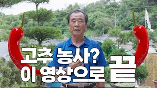 고추 농사 이 영상대로만 따라해보세요! 정말 달라집니다..!