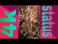 New Sambalpuri Bhajan Status Santunu Sahu Bhajan Status Video Samalei Bhajan Status Video ️