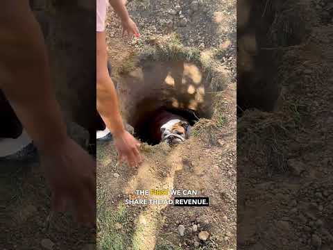 Dog in a Hole