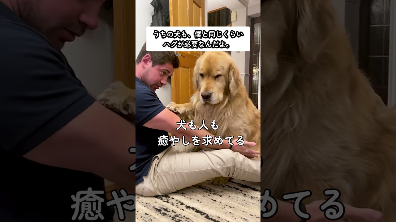 犬も人も癒やしを求めてる #犬 #ゴールデンレトリバー #癒やし #かわいい #犬のいる暮らし #犬好きな人と繋がりたい #ペット #抱擁 #いぬ
