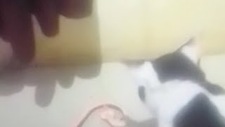 Download lagu Cute Cat 🐈 Smart Cat mp3