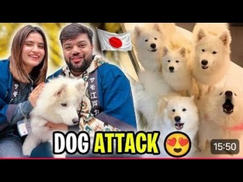 Dog attack 😭 cute dog 🐕🐶 Bucky with aroob jetoi #duckybhai