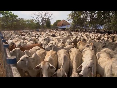 AGROPECUARIA COROZITO CAP 2   MANI CASANARE