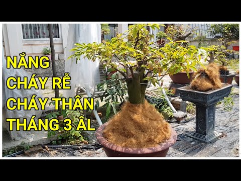 🔴 QBS22174 - CARE FOR YELLOW APRICOT BLOSSOMS IN THE 3RD LUNAR MONTH || COVERING THE ROOTS AND TR...