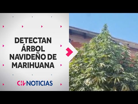 Carabineros detectó “árbol navideño” de marihuana en plena vía pública en San Bernardo