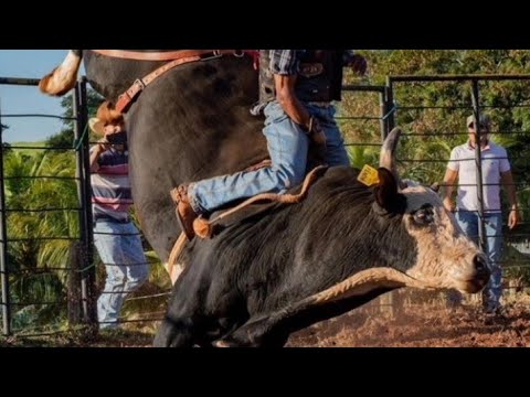 TOURO FENIX CIA BIG BOI