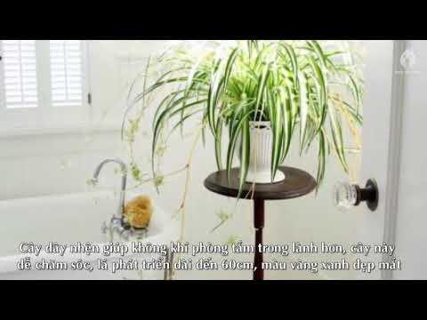 10 Loại Cây Xanh Hữu Ích Trồng trong Phòng Tắm bạn nên biết