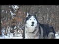 huskies vs wolves 