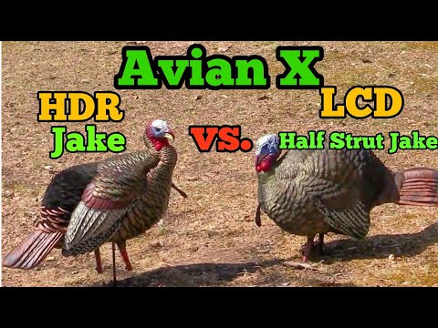 Avian X HDR Jake vs LCD Half Strut Jake