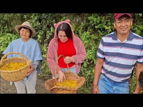 🌸 ¡Orgullo Mundial! La belleza del Corpus Christi en Guayatá Boyacá