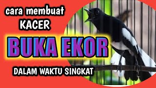 Download lagu Cara membuat kacer buka ekor dalam waktu singkat mp3