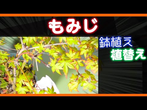 園芸 イロハモミジの植え替え
