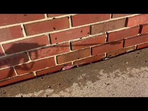 Taking Care of the Boxelder Bugs on the Exterior in Freehold, NJ