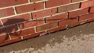 Watch video: Taking Care of the Boxelder Bugs on the Exterior in Freehold, NJ
