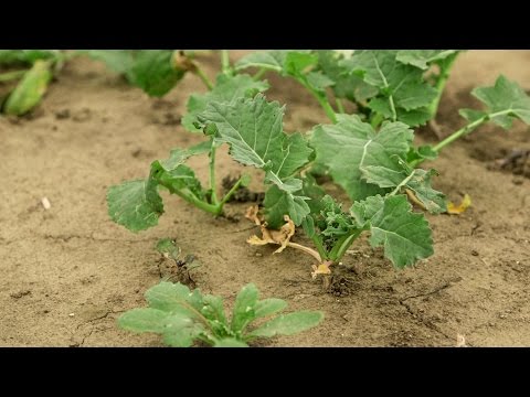 Erdfloh - Probleme beim Rapsanbau | IGP