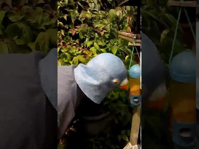 Vídeo relacionado con CreepyParty Máscara de Cabeza de Látex Animal Paloma Pájaros Azules Máscara Disfraz de Carnaval Halloween