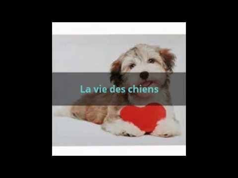 La vie des chiens.