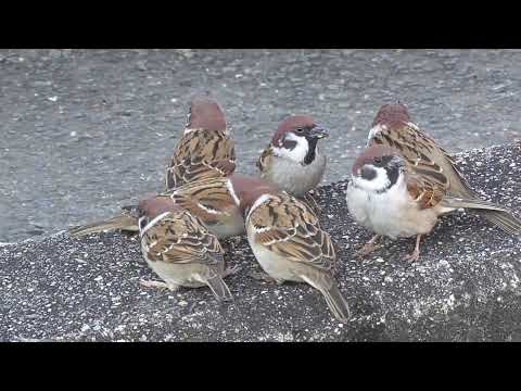 餌を貰いに来るすずめ達 20220110 21（帰り道）