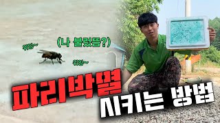파리 전멸 시키는 방법