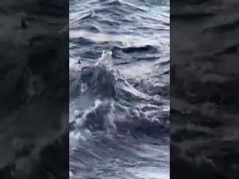 【南紀の奇跡】寒グレが逆立ち！？みなべ町森の鼻で見せた「海藻ハミ」の決定的瞬間【2026年1月21日水曜日午前7時半撮影】