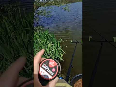 fishing the tip 5 tench so far on 4 mm Fjuka wafters preparing to go live later