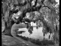 Pink Anderson Weeping Willow Tree (1961) 