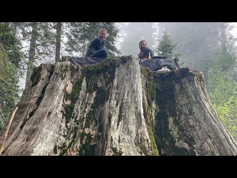 Redwood National Park vs Sequoia Kings Canyon - a comparison