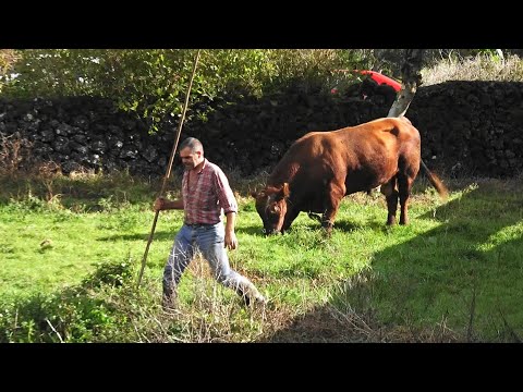 JAF Wild Cattle Ranch - Another Working Day - Terceira Island - Azores