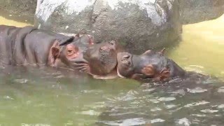 Hippo Family Playtime (Los Angeles Zoo)
