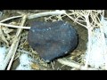 How To ID Identify A Meteorite Stone