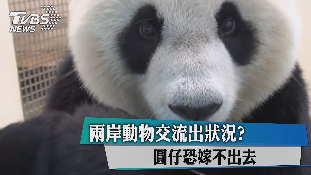 兩岸動物交流出狀況？　圓仔恐嫁不出去