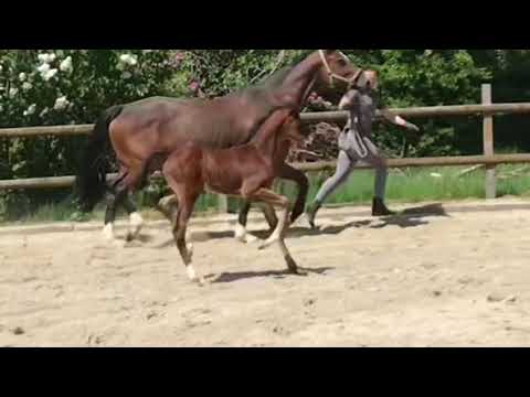 Stutfohlen - Filly geb. 2021 Total McLaren - Fürst Heinrich - SOLD