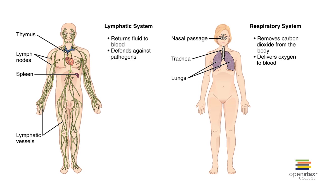 Chapter 1 Recorded Lecture