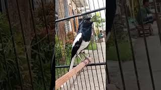 Download lagu kacer ngeplong #kacer #kacergacor #kacerngeplong #kacermania #kicaumania #burung #birds #fyp mp3 Download lagu kacer ngeplong #kacer #kacergacor #kacerngeplong #kacermania #kicaumania #burung #birds #fyp mp3