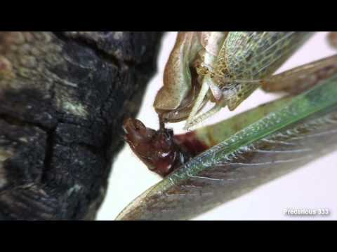 Purple Boxers mating