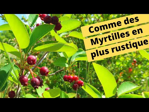 😍🍒 L'amélanchier : Comme des myrtilles en plus rustique 😍🍒
