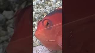 He's Worth Every Penny! 🐟😤