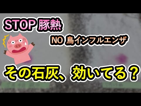 , title : '【効き目まる見え】STOP豚熱！！畜産農場消毒～石灰編～'