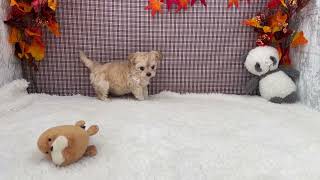 ハーフ犬の動画01