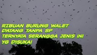 Download lagu TERNYATA SERANGGA JENIS INI ( ..... ) YANG DI SUKAI WALET || RIBUAN WALET DATANG TANPA SP mp3