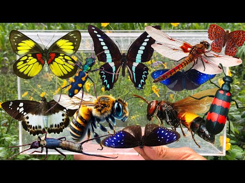 Collection of the Most Beautiful Butterfly and Insect Catching Moments